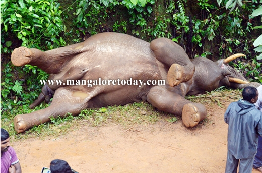 electrocuted elephant 1